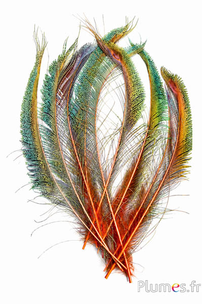 Pfau blau Schwert - 30-38 cm - orange